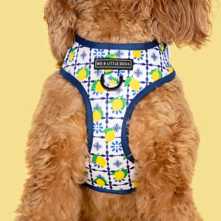 ADJUSTABLE DOG HARNESS: Amalfi Coast