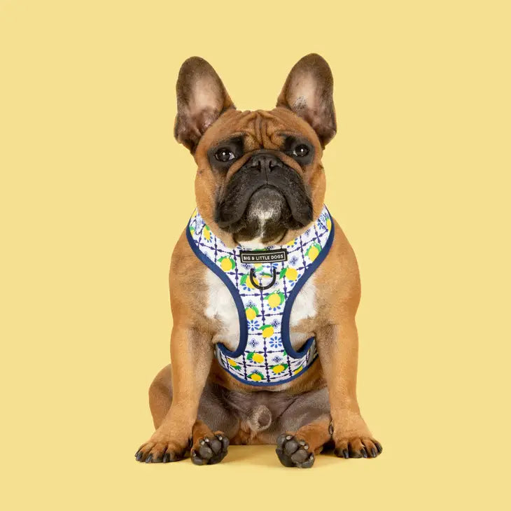 ADJUSTABLE DOG HARNESS: Amalfi Coast