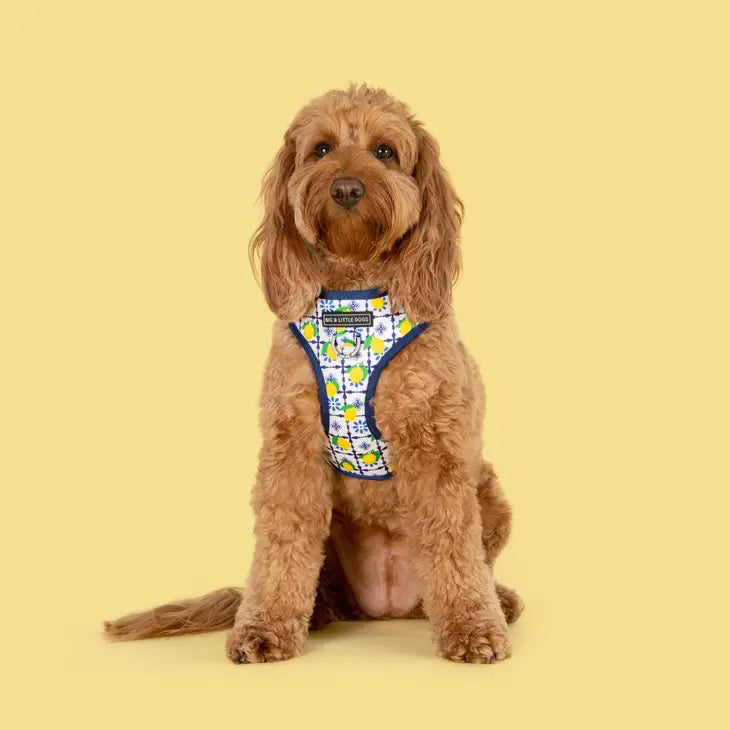 ADJUSTABLE DOG HARNESS: Amalfi Coast